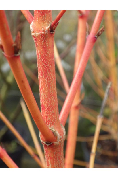 Дерен червоний Мідвінтер Фаєр пагони